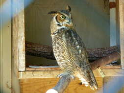 Image of Great Horned Owl