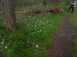 Image of giant white fawnlily