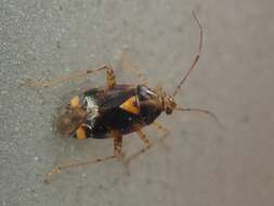 Image of Liocoris