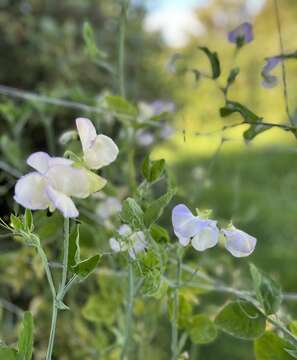 Image of Sweet Pea