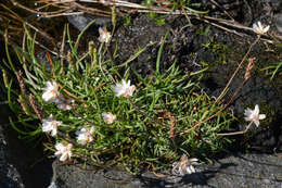 Image of thrift seapink