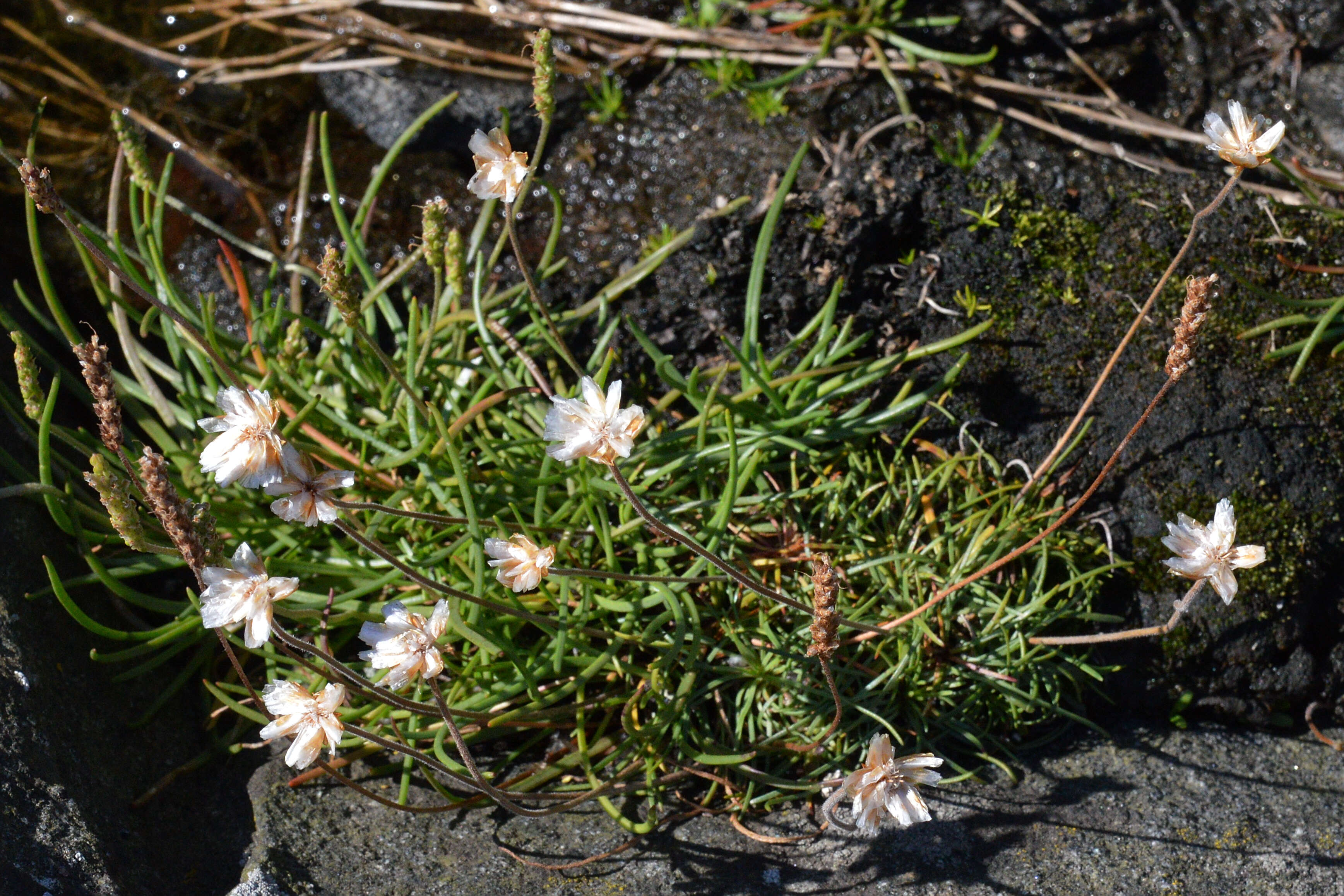 Image of thrift seapink