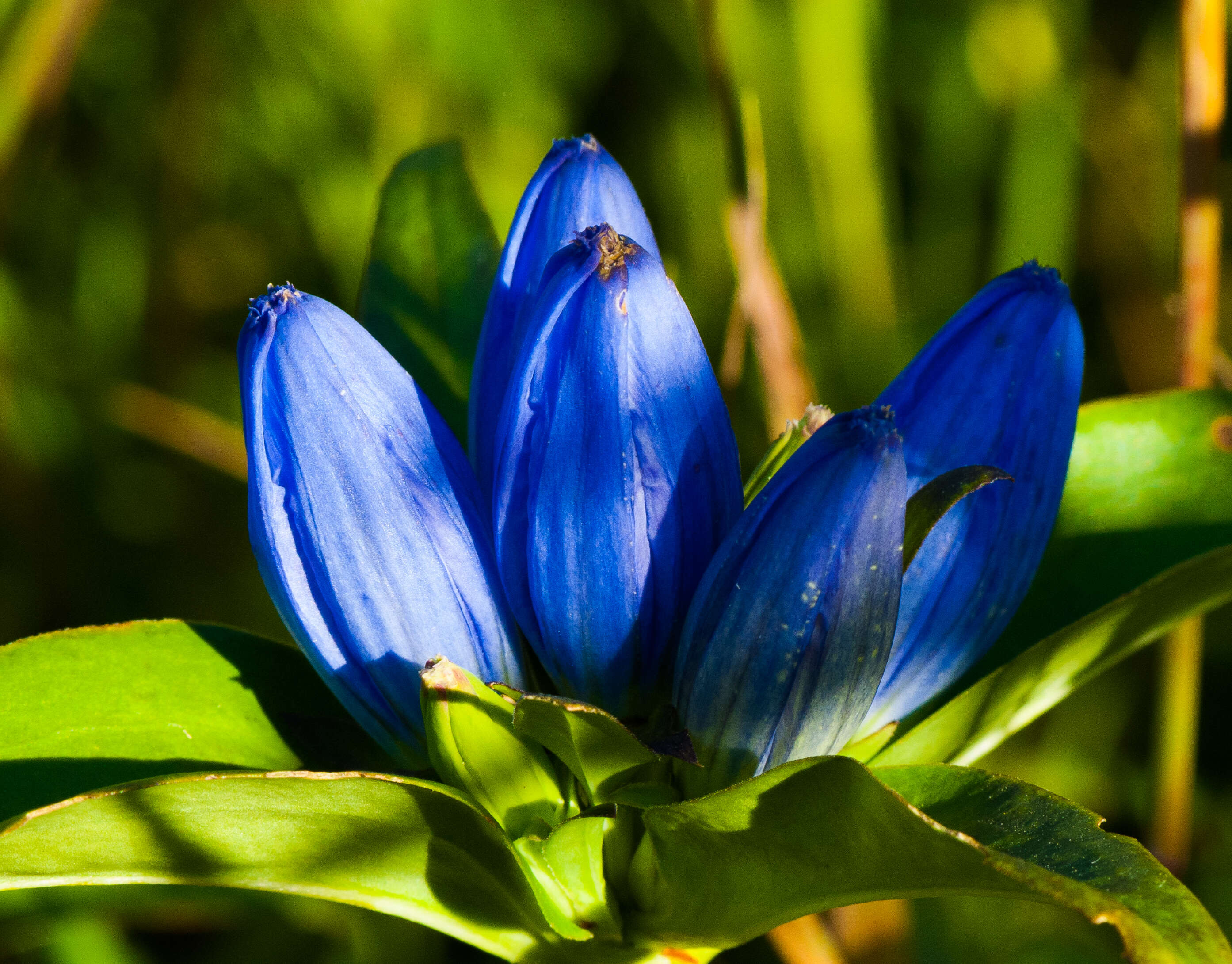 Image of closed bottle gentian