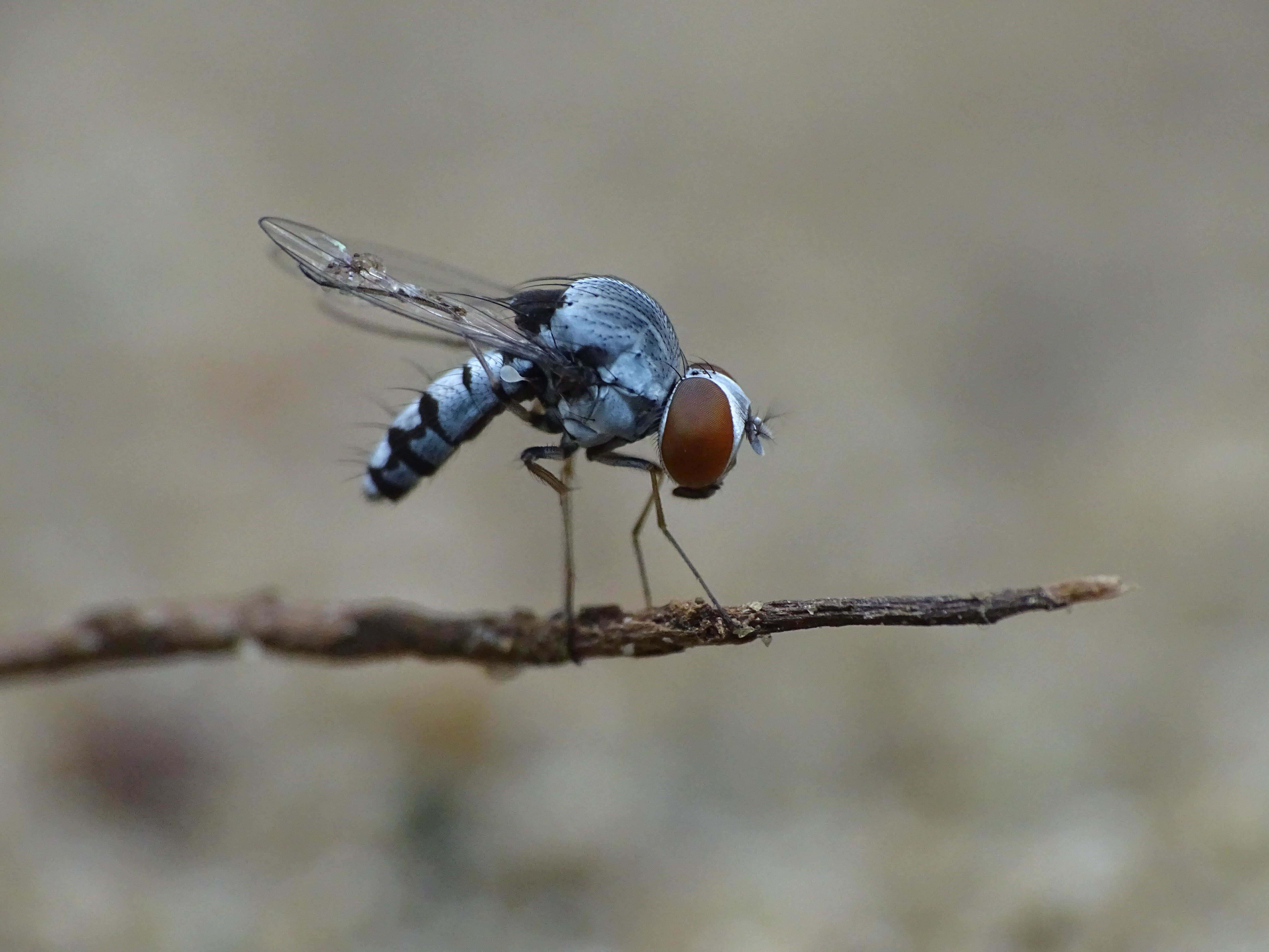 Image of quasimodo flies