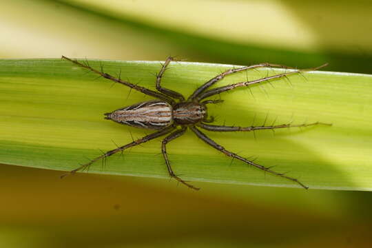 Image of lynx spider