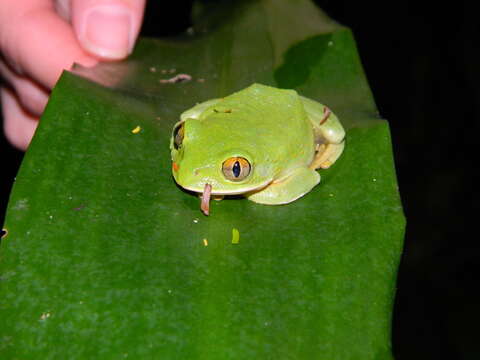 Image of Leptopelis flavomaculatus