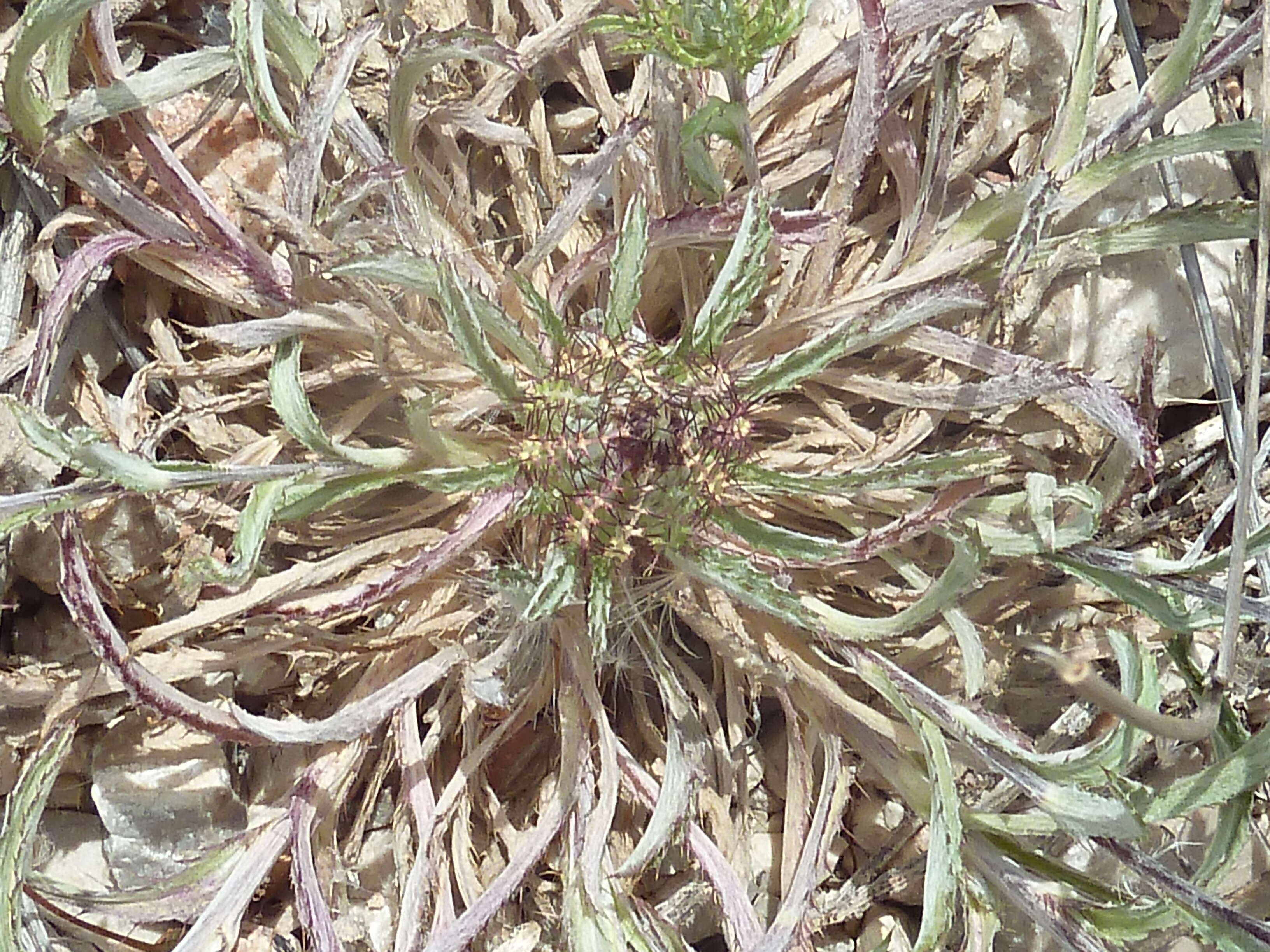 Image of Cage thistle