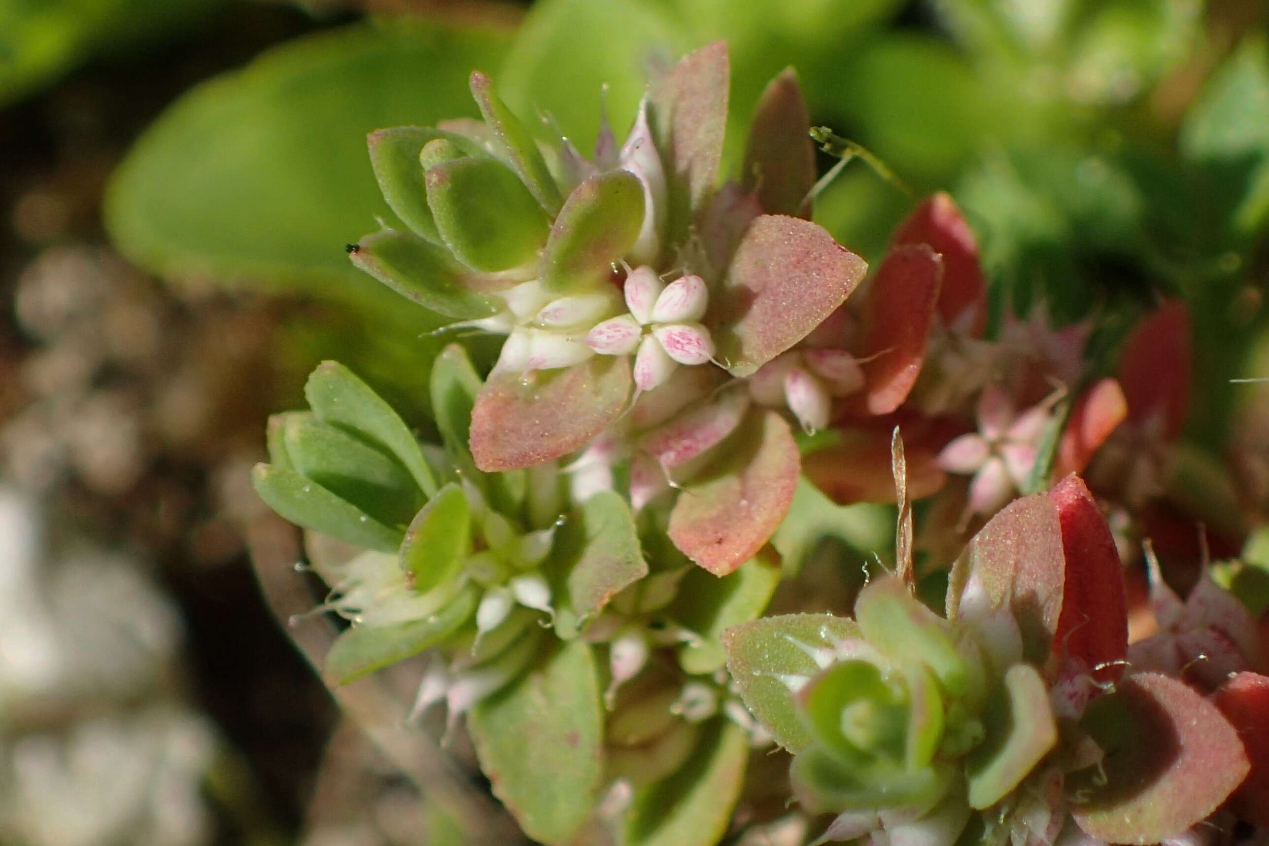 Image of Coral-necklace