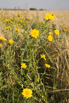 Image of corndaisy