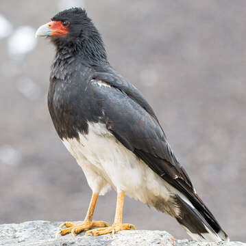 Image de Caracara montagnard