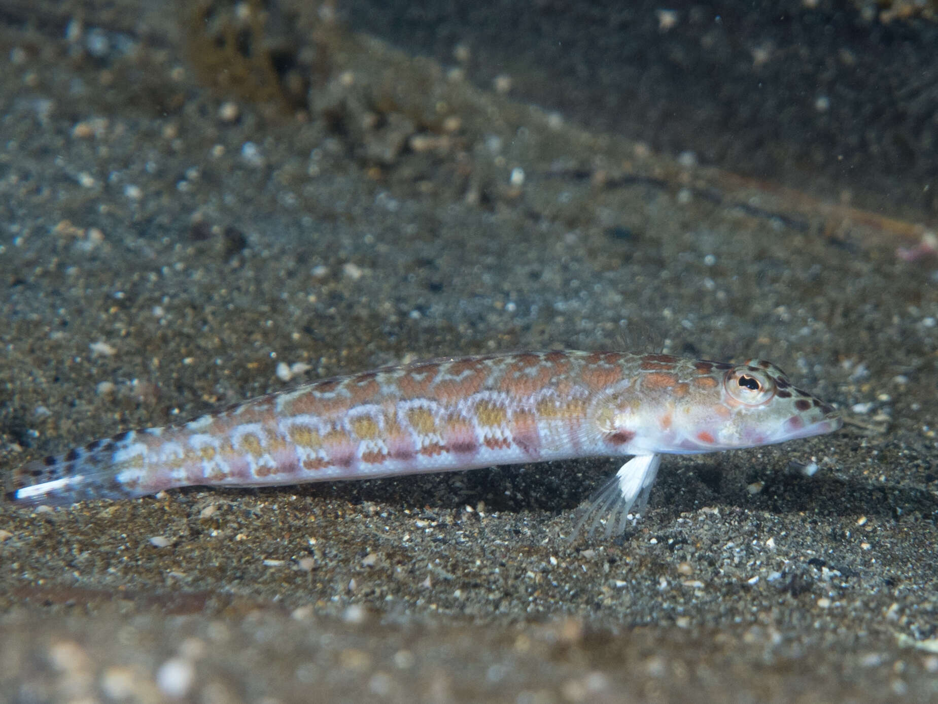 Image of Parapercis millepunctata