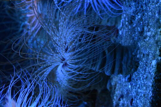 Image of Mediterranean cerianthid