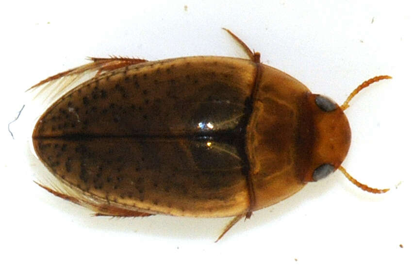 Image de Noterus clavicornis