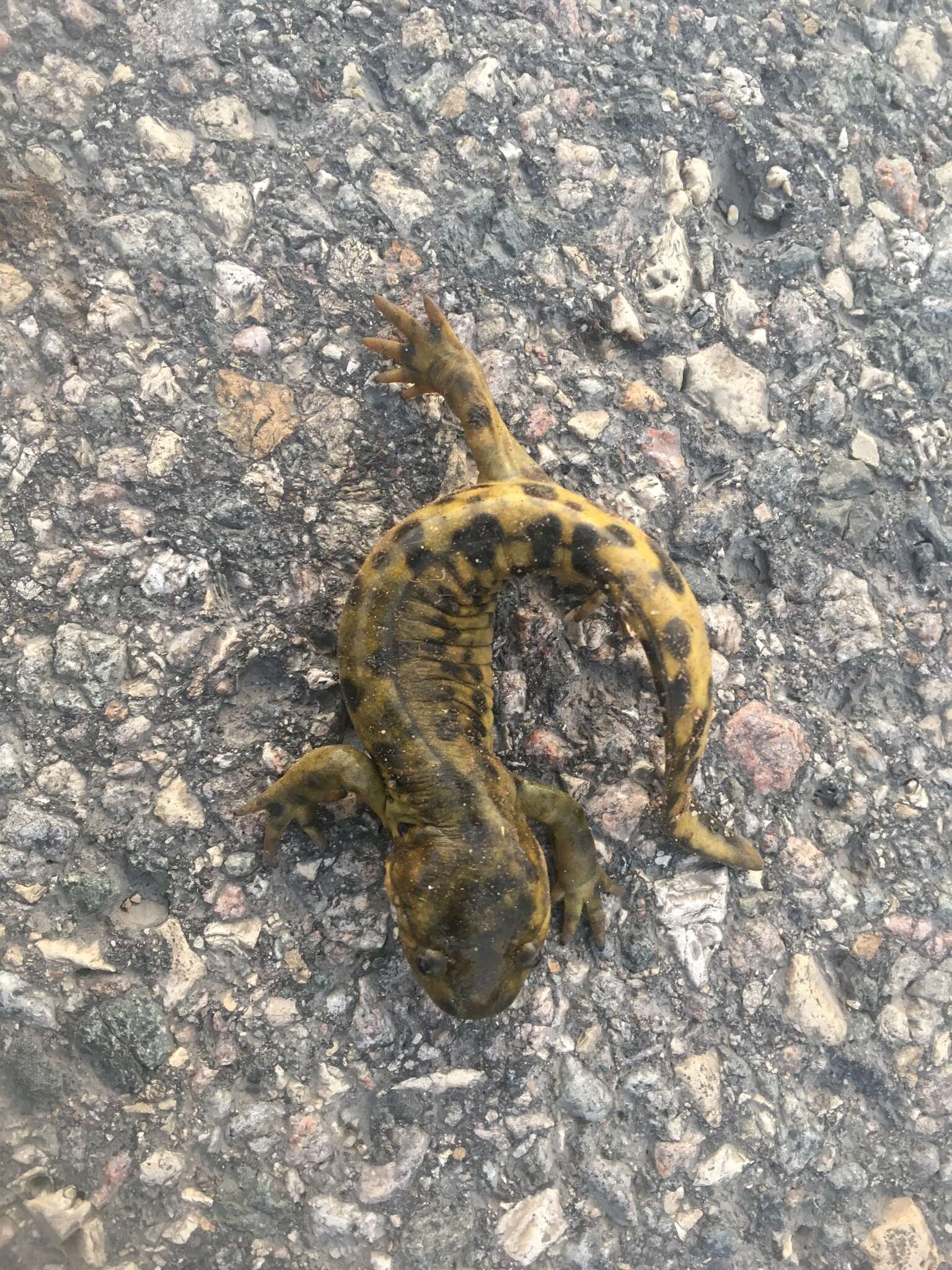 Image of Barred Tiger Salamander