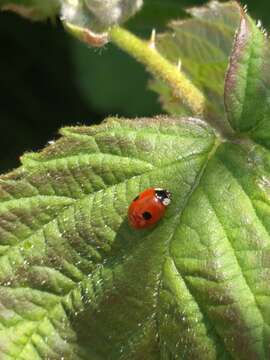 Plancia ëd Adalia bipunctata (Linnaeus 1758)