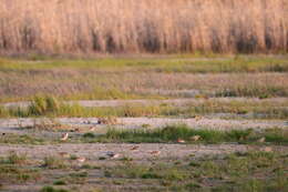 Image of Red-capped Dotterel