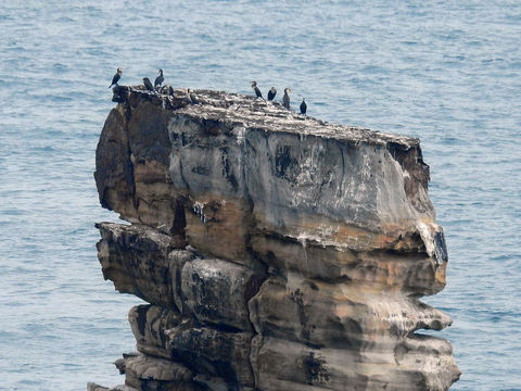 Image of Japanese Cormorant