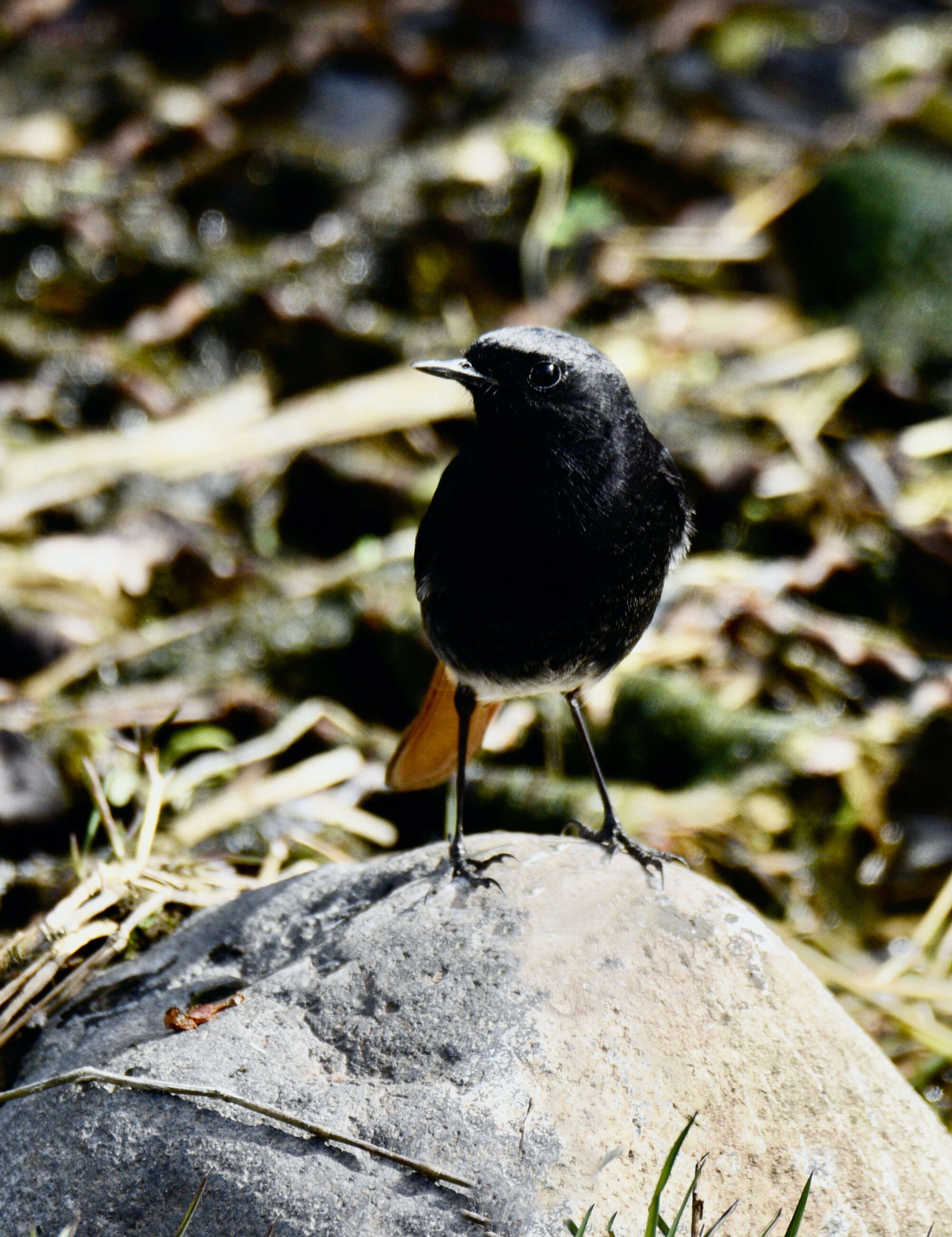 Image of Black Redstart