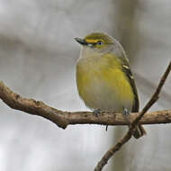 Слика од Vireo griseus (Boddaert 1783)