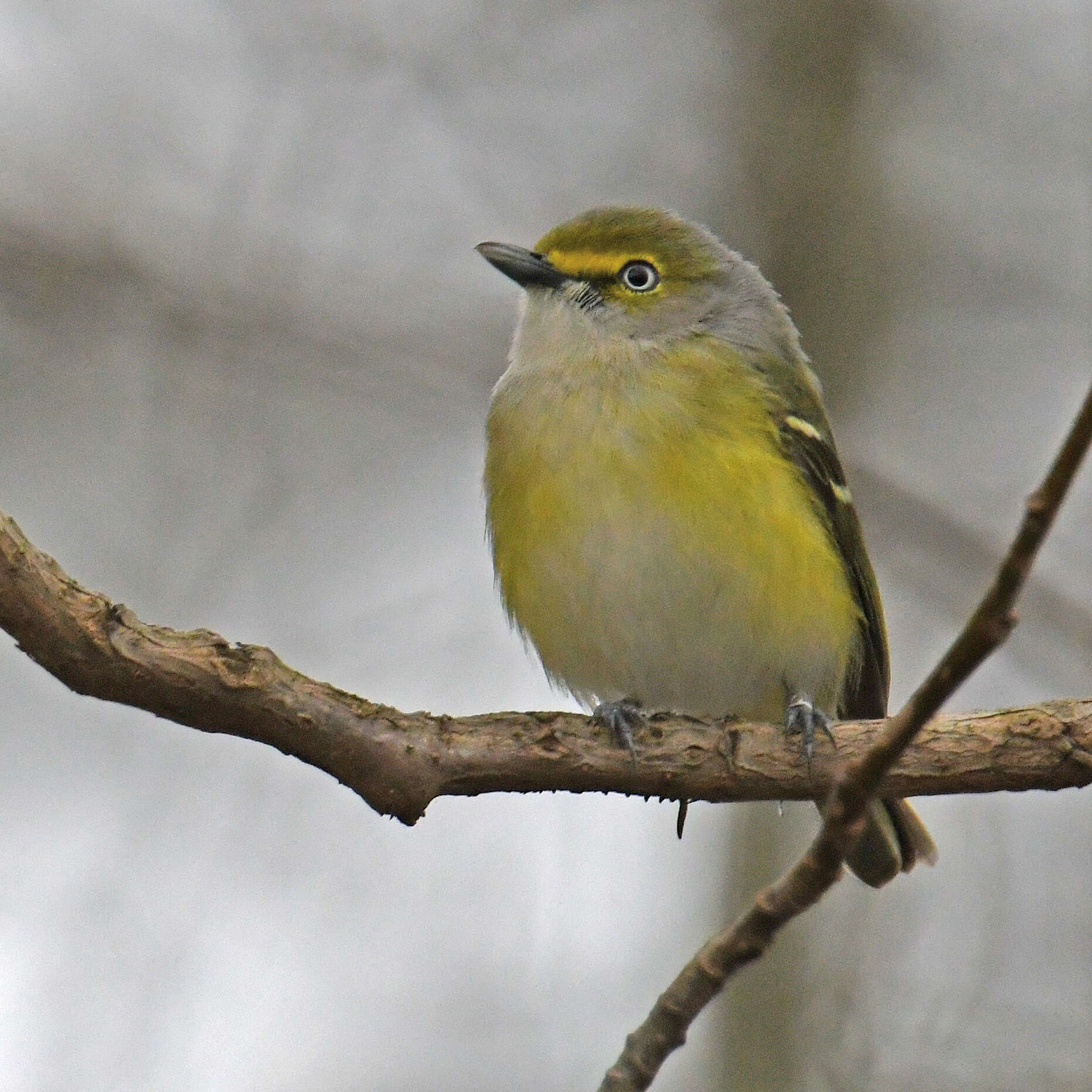 Слика од Vireo griseus (Boddaert 1783)