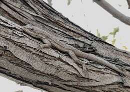 Image of Brush Lizard