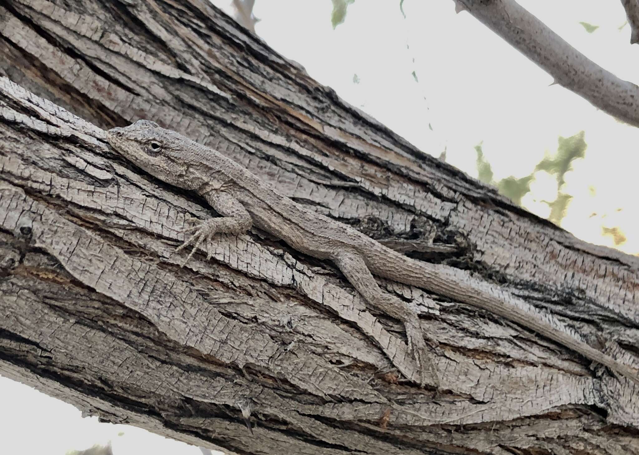 Image of Brush Lizard