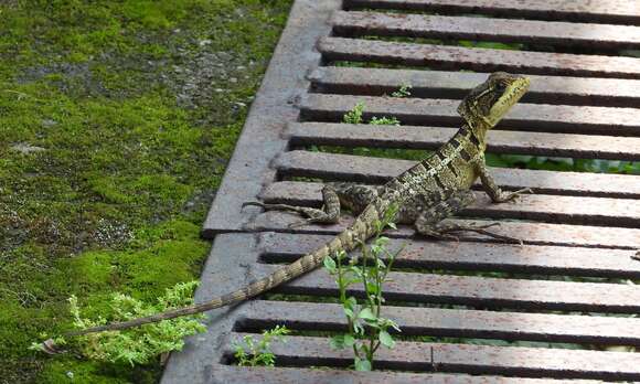 Image of Brown Basilisk