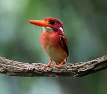 Image of North Philippine Dwarf-kingfisher