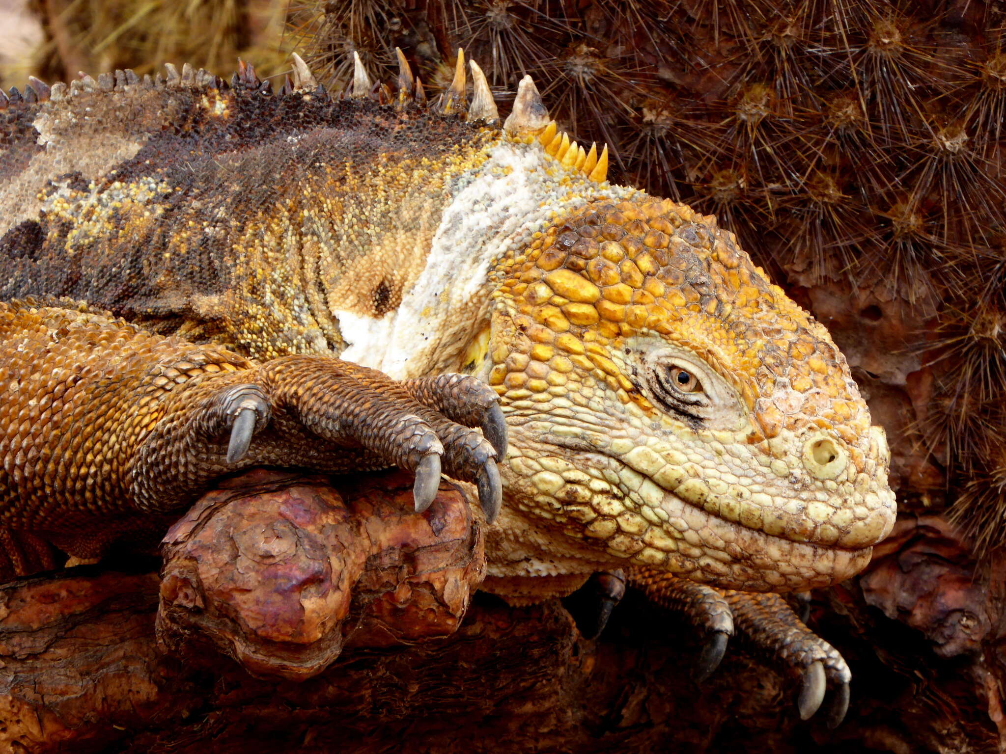 Image of Galapagos Land Iguana