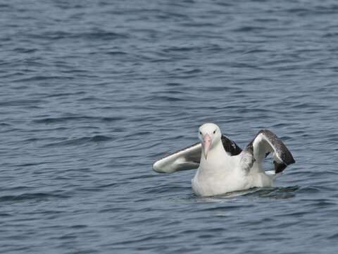 Image of Royal Albatross