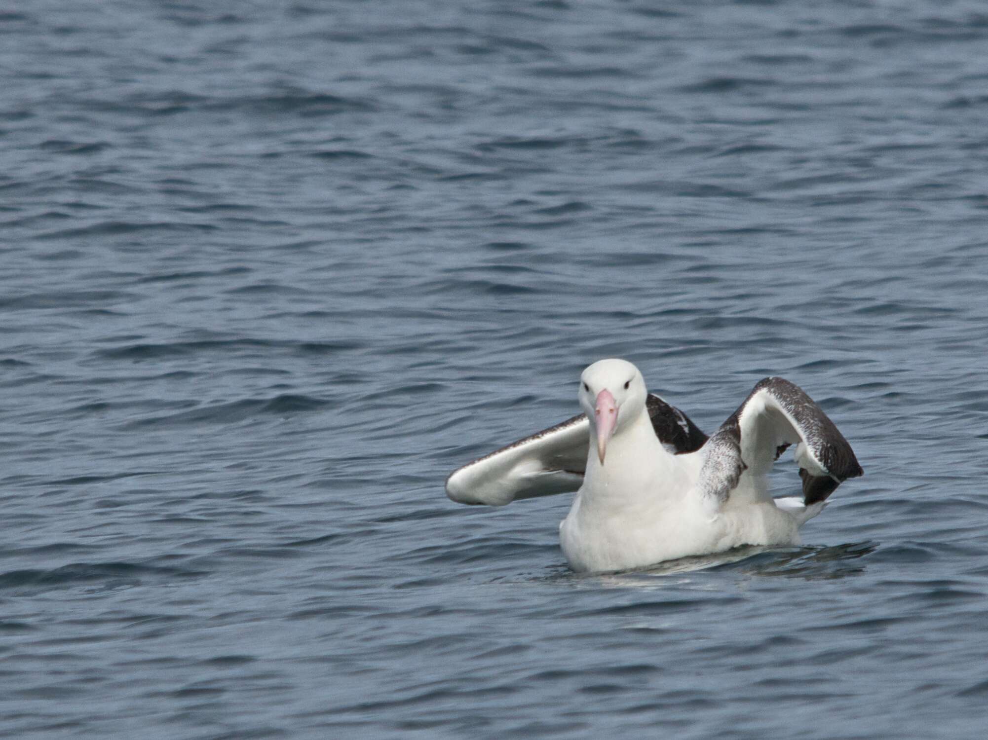 Image of Royal Albatross