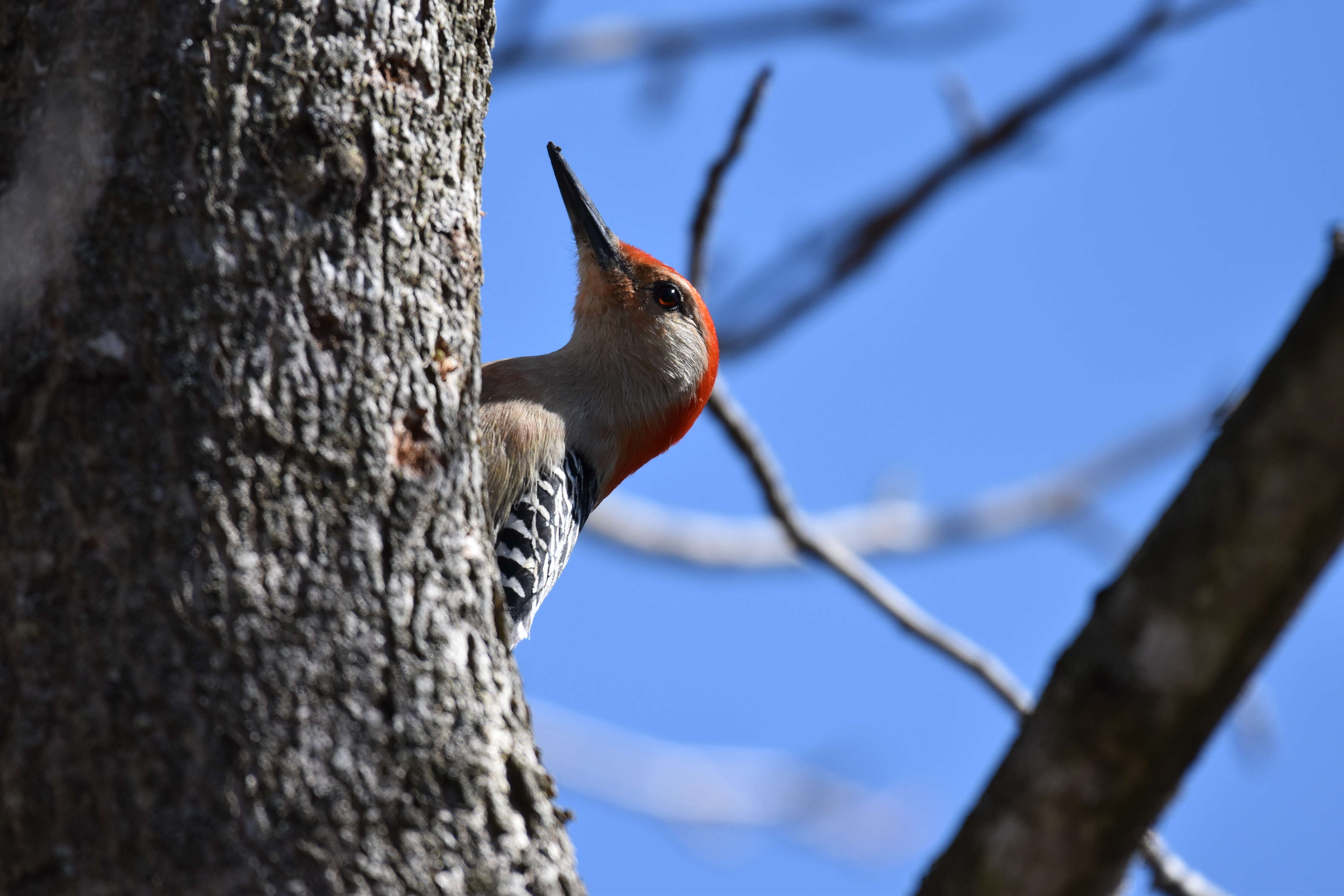 Image of Red-bellied Woodpecker