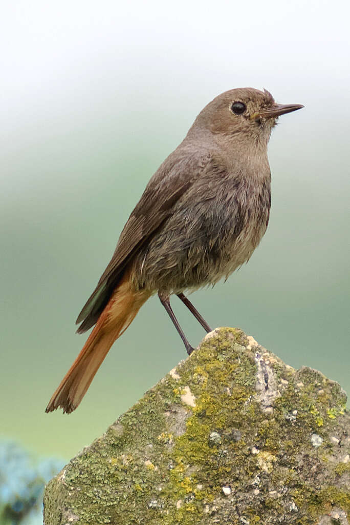 Image of Black Redstart