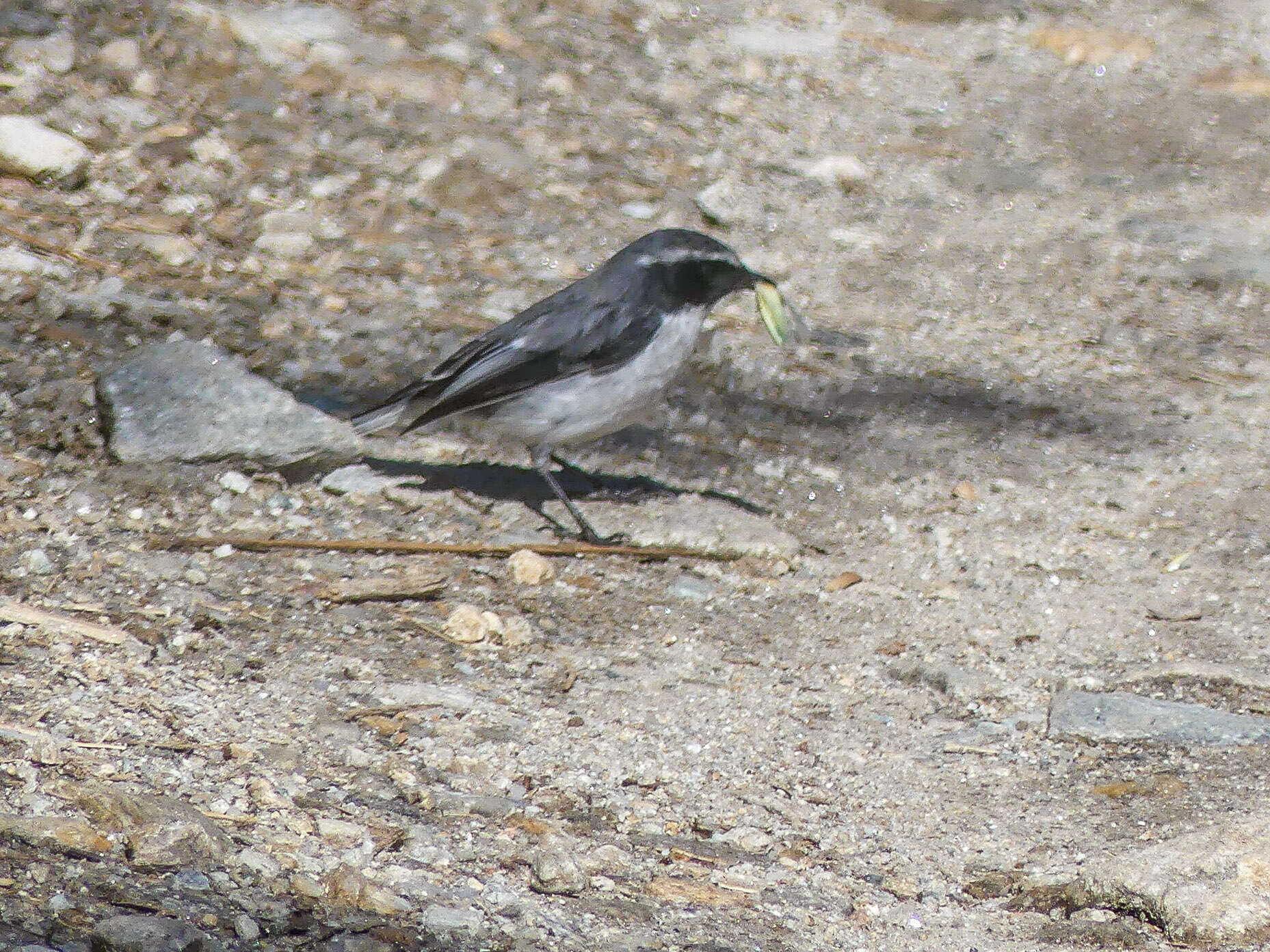 Image of Grey Bush Chat