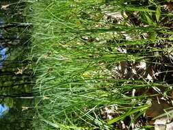 Image of quaking-grass sedge