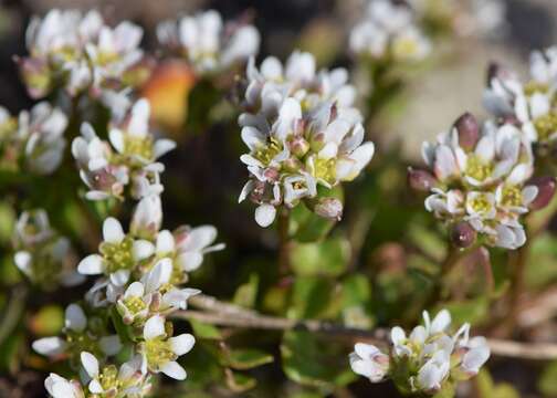 Image of early scurvygrass