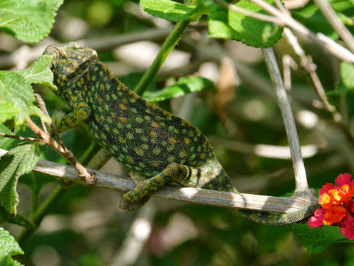 Image de Caméléon commun