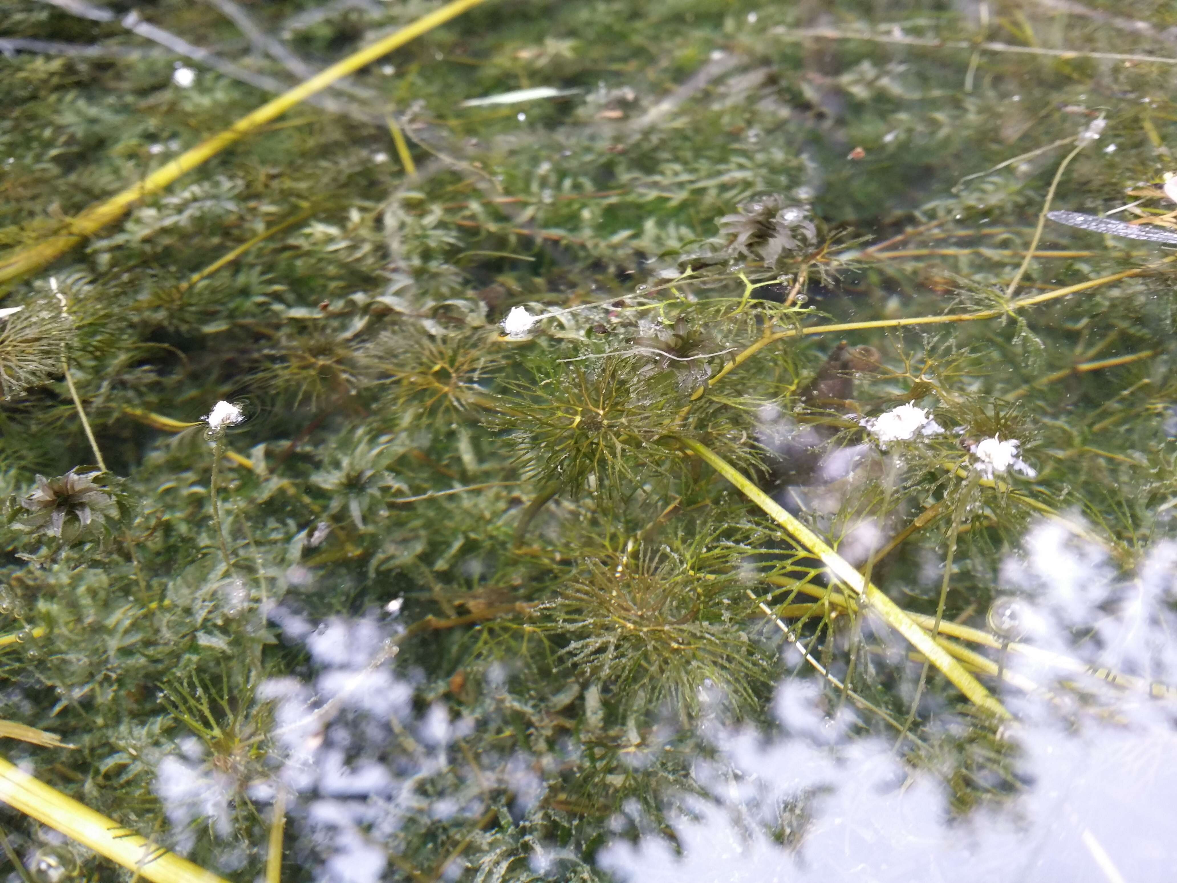 Image of western waterweed