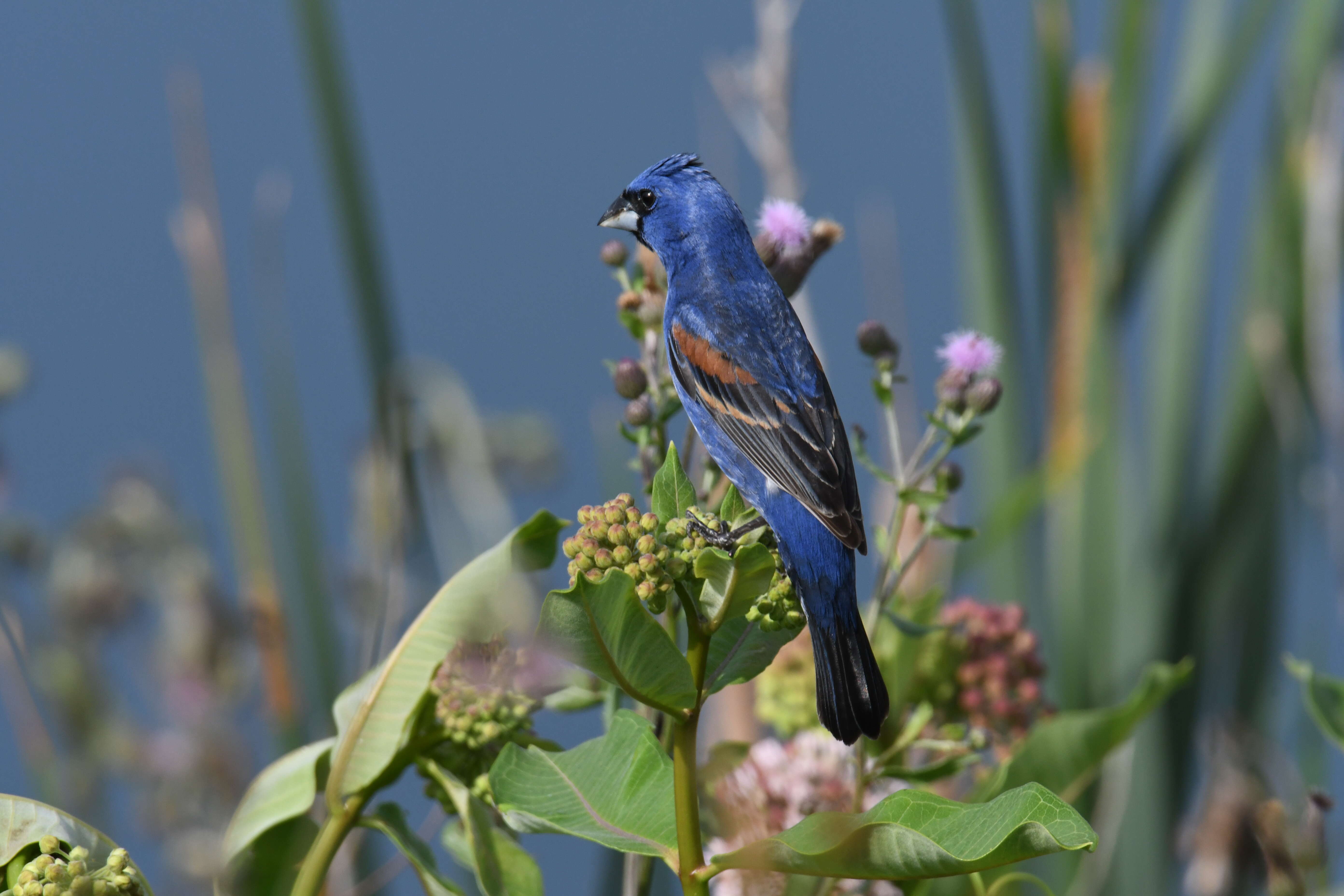 Image of Blue Grosbeak