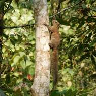 Image of Hoary-bellied Squirrel