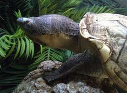 Image of Rough-footed Mud Turtle