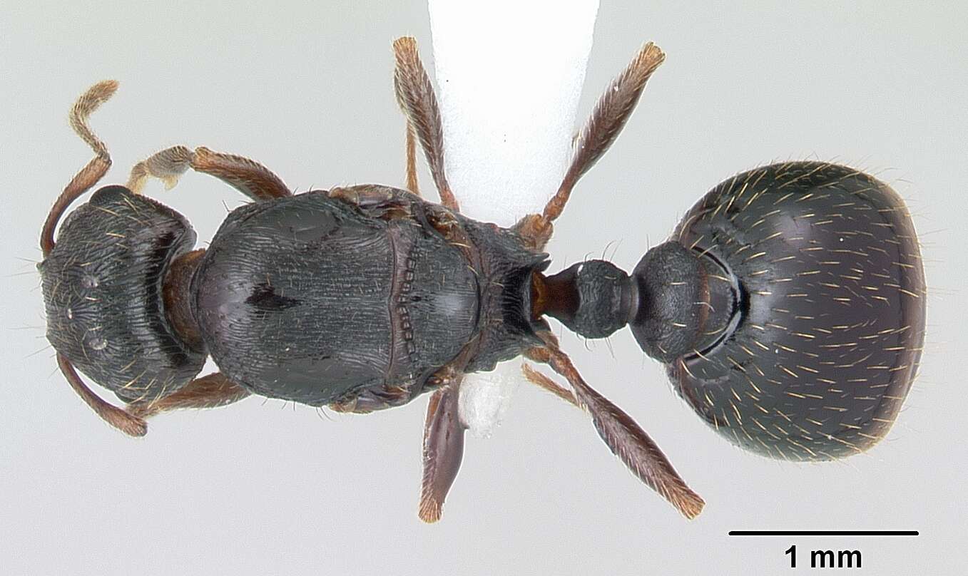 Image of Japanese Pavement Ant