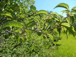 Image of American Plum