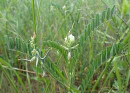 Imagem de Astragalus hamosus L.