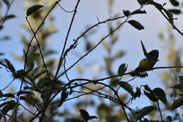 Image of Magnolia Warbler