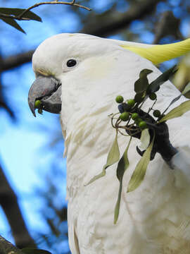 Image of Sulphur-crested Cockatoo