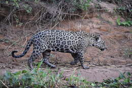 Image of Panthera onca palustris (Ameghino 1888)