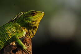 صورة Calotes nemoricola Jerdon 1853