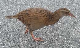 Image of Weka