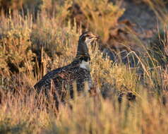 Image of Gunnison sage-grouse; greater sage-grouse